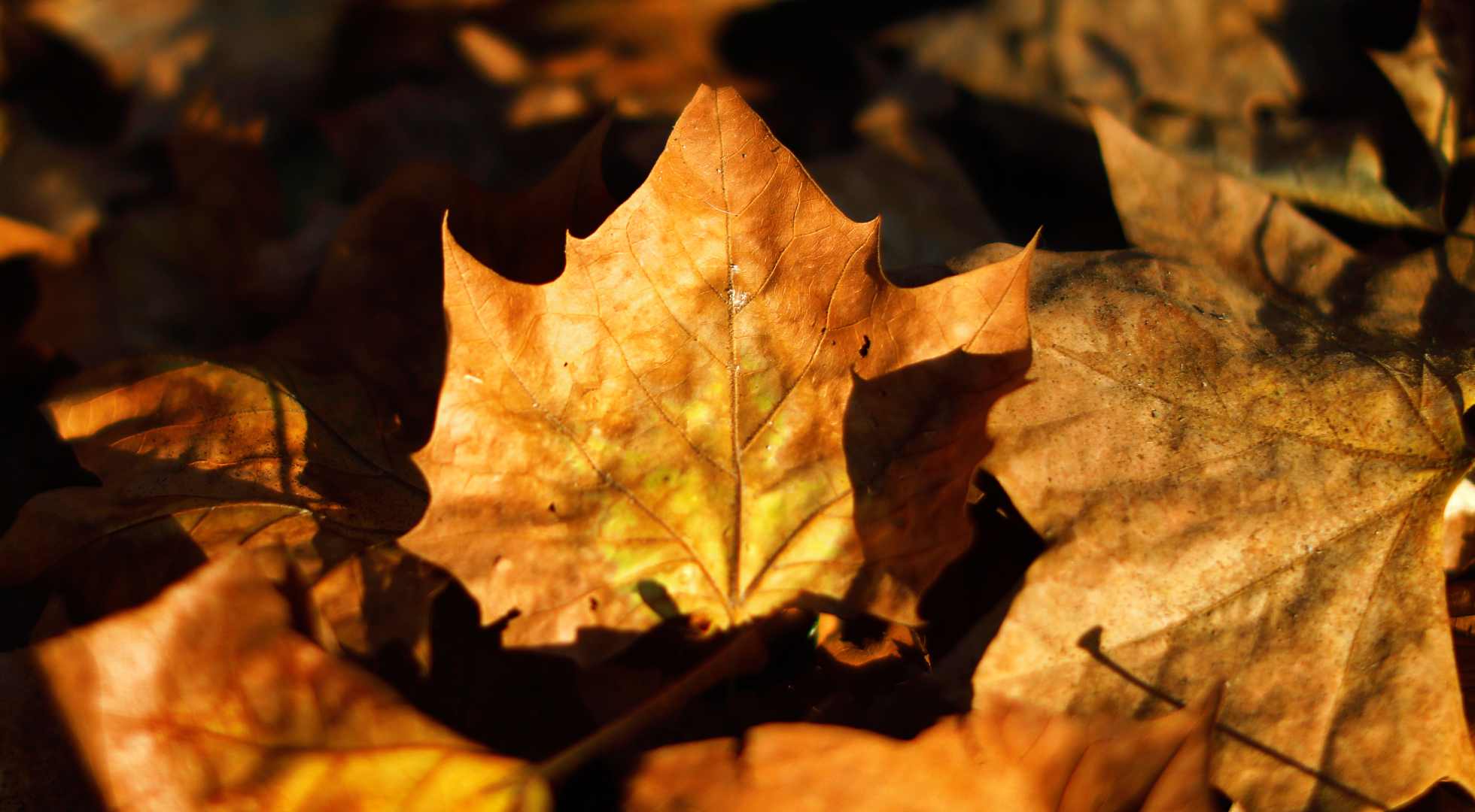 Cuándo comienza el otoño