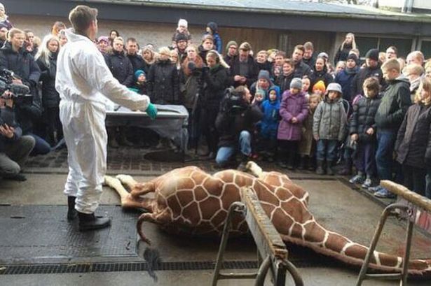 En febrero pasado, el zoo de Copenhague sacrificó a Marius, una jirafa de dos años alegando que tenía que evitar futuros problemas de consanguinidad, pese a una intensa campaña pública para salvar su vida/clarin.com