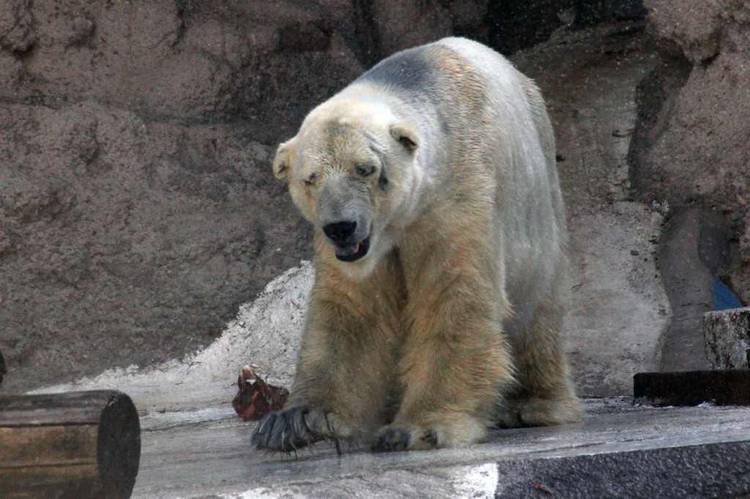 El oso Arturo soportó temperaturas de sobre 40 grados el verano pasado. 