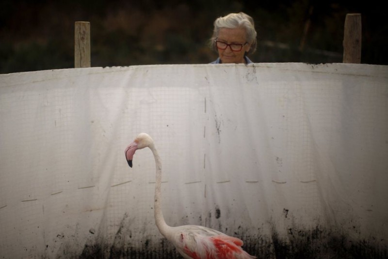 Una voluntaria junto a un flamenco en la reserva natural de Fuente de Piedra, cerca de Málaga (España), el 19 de julio de 2014. Alrededor de 600 flamencos fueron marcados y medidos antes de ser soltados en la laguna, una de las mayores colonias de flamencos de Europa./ElPais.com