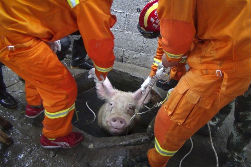 Los bomberos rescatan a un cerdo atrapado en el pozo de una granja en la provincia de Zhejiang (China), el 25 de abril de 2014./ElPais.com