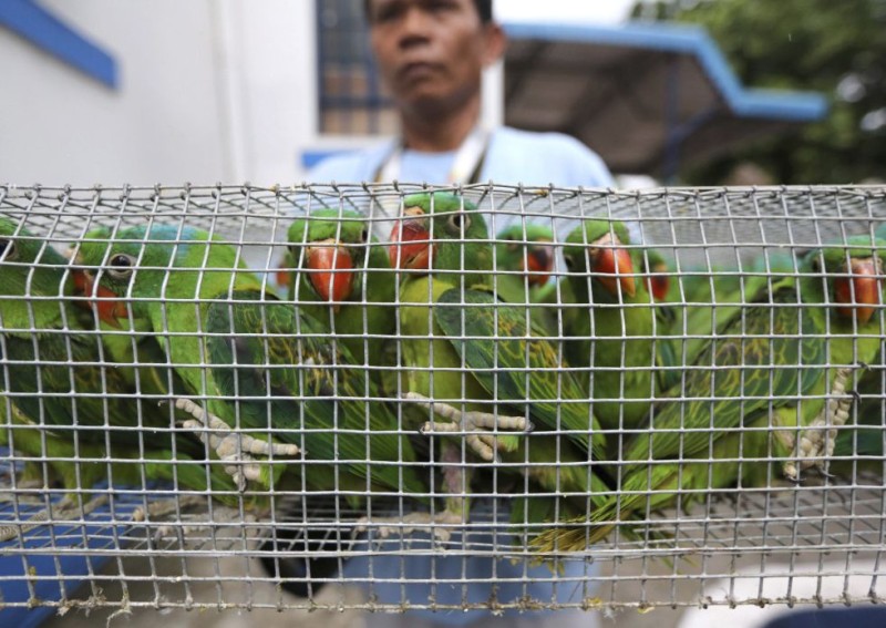 Loros nuquiazules son expuestos tras haber sido confiscados por la policía en una comisaría en Manila (Filipinas) el 12 de junio de 2014./ElPais.com 