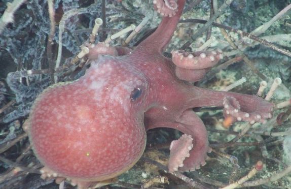 Pulpo