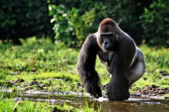 western-lowland-gorilla