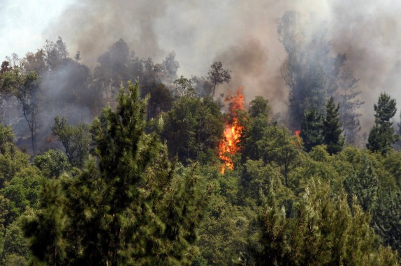 Incendio forestal que afecta a comunas de Ñuble.