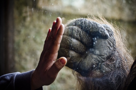 Buin Zoo presentó a orangután de Borneo