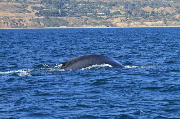 Blue Whale, Balaenoptera musculus (1)