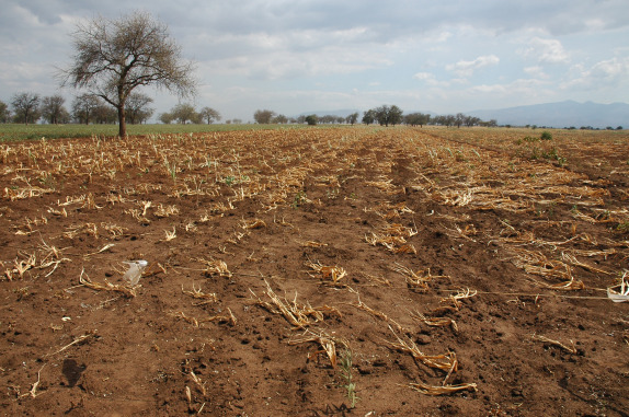 crop-drought-in-tanzania