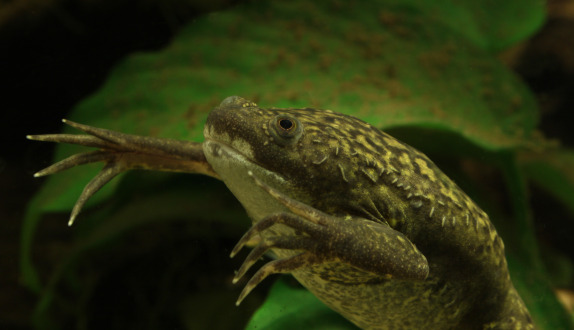 Krallenfrosch_Xenopus_laevis