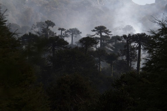 MELIPEUCO: Incendio forestal