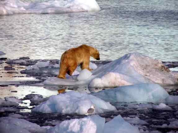 Polar-Bear-on-Ice