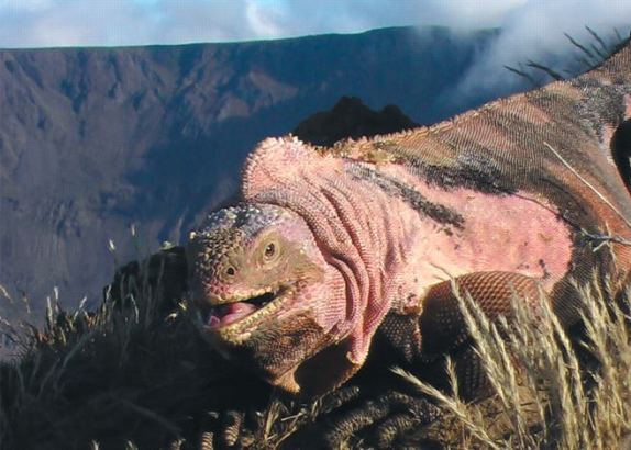 iguana rosada