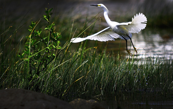 Fauna en Lago LLanquihue