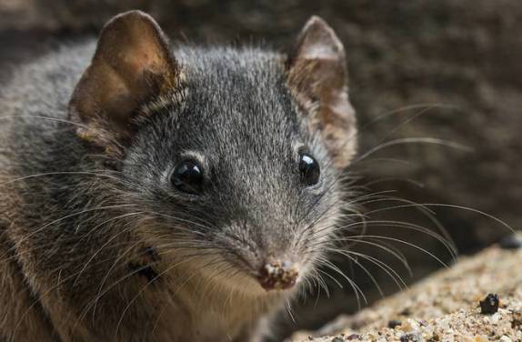 antechinus.jpg.662x0_q70_crop-scale