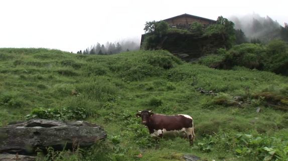 198109242-pinzgau-vaca-ganaderia-lluvia