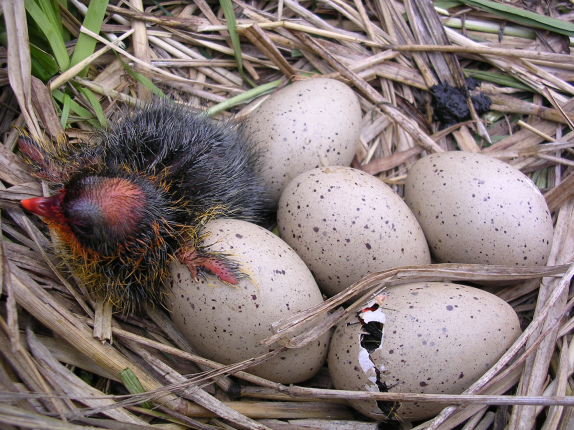 Parte de la nidificación; un polluelo Tagua recién nacido en el humedal | FLICKR AGRUPACIÓN ECOLÓGICA PATAGÓNICA-HUMEDAL 3 PUENTES