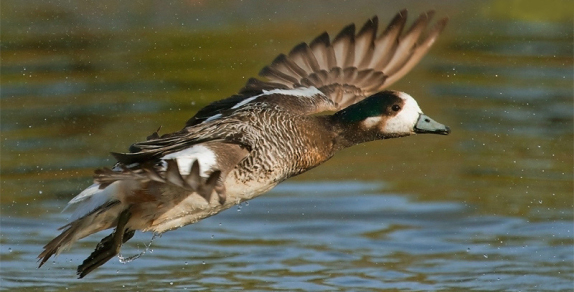 Un Pato Real sobrevolando el humedal, una de las casi cien especies de aves presente | TOMÁS PAREDES - FLICKR  AGRUPACIÓN ECOLÓGICA PATAGÓNICA-HUMEDAL 3 PUENTES