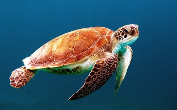 turtle-863336_640