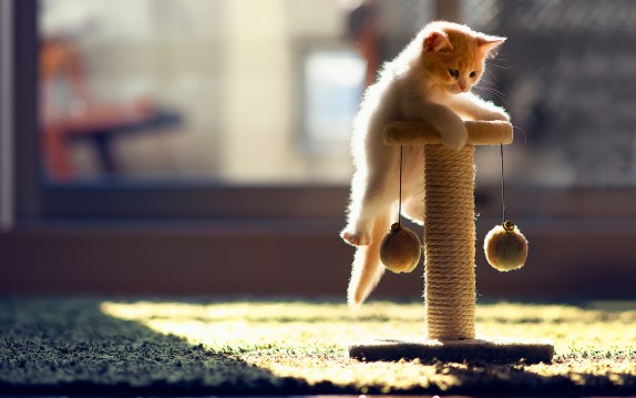 playing-cat