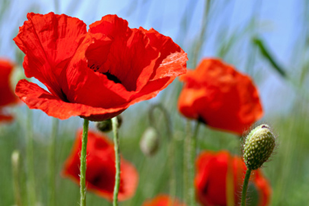 Amapolas salvajes, hierbas medicinales