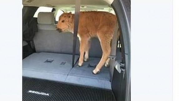 cria-bisonte-coche_xoptimizadax--620x349