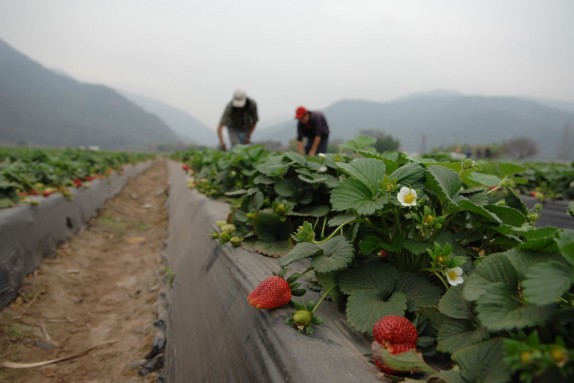 20160610-desastres-sector-agricola-america-latina-afectaron-67-millones-personas-una-decada