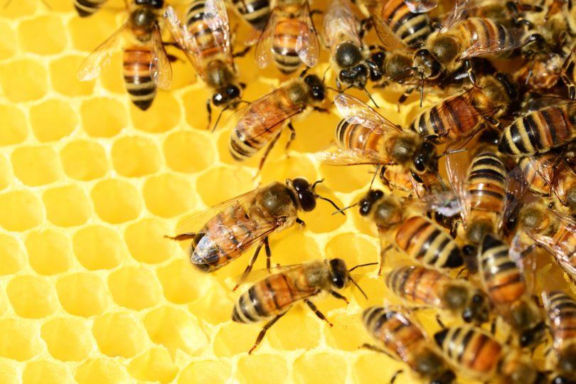 Alertaron de grave enfermedad que amenaza a las abejas chilenas