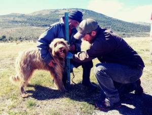 Perro ovejero patagón