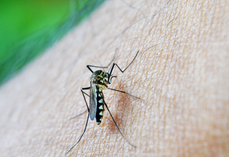 dengue