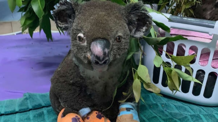 koala incendios