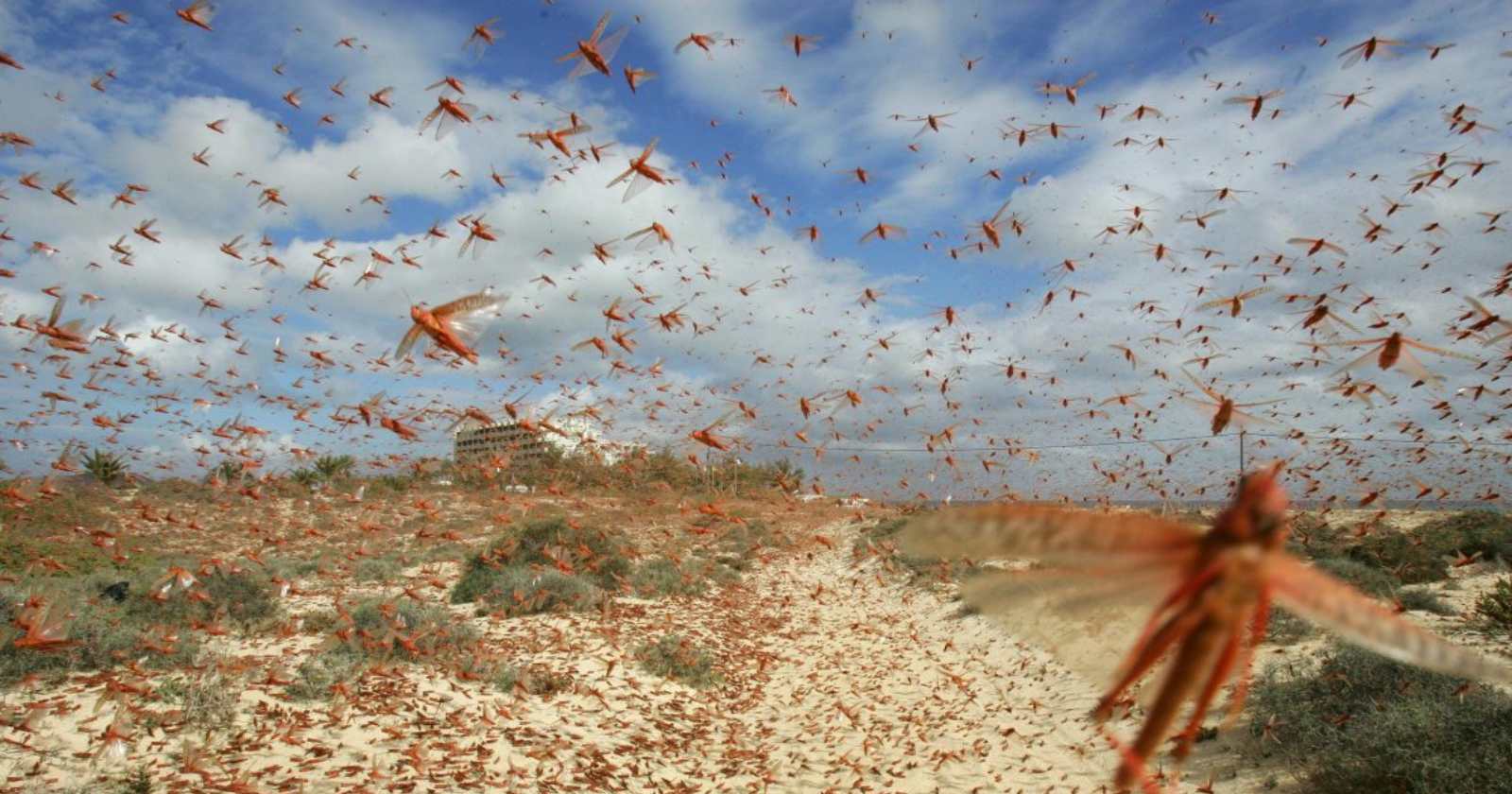 langostas Brasil