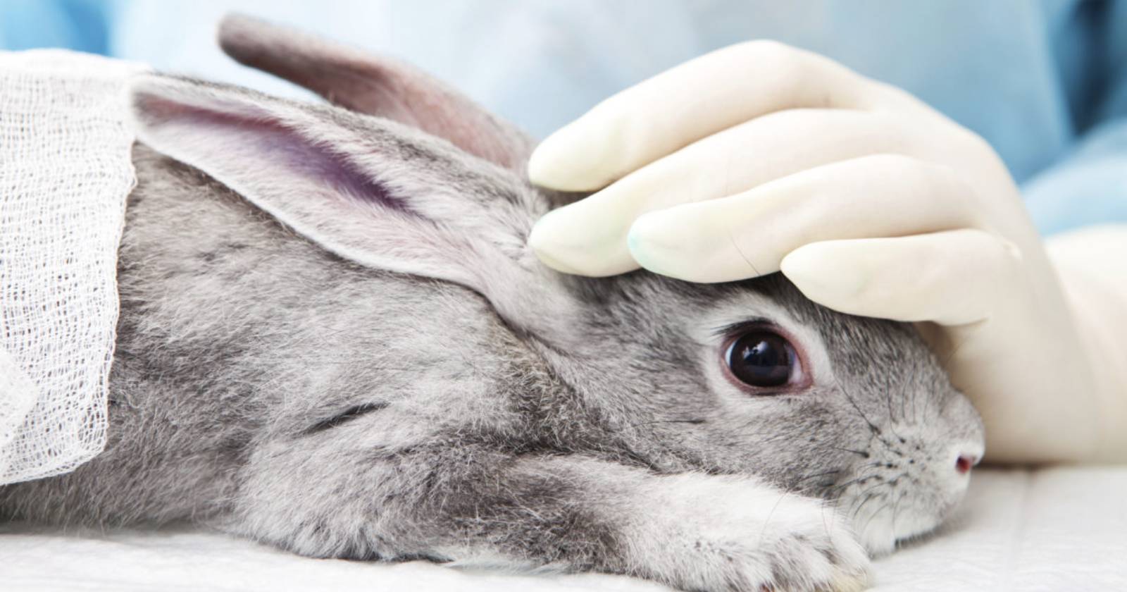 pruebas cosméticas en animales