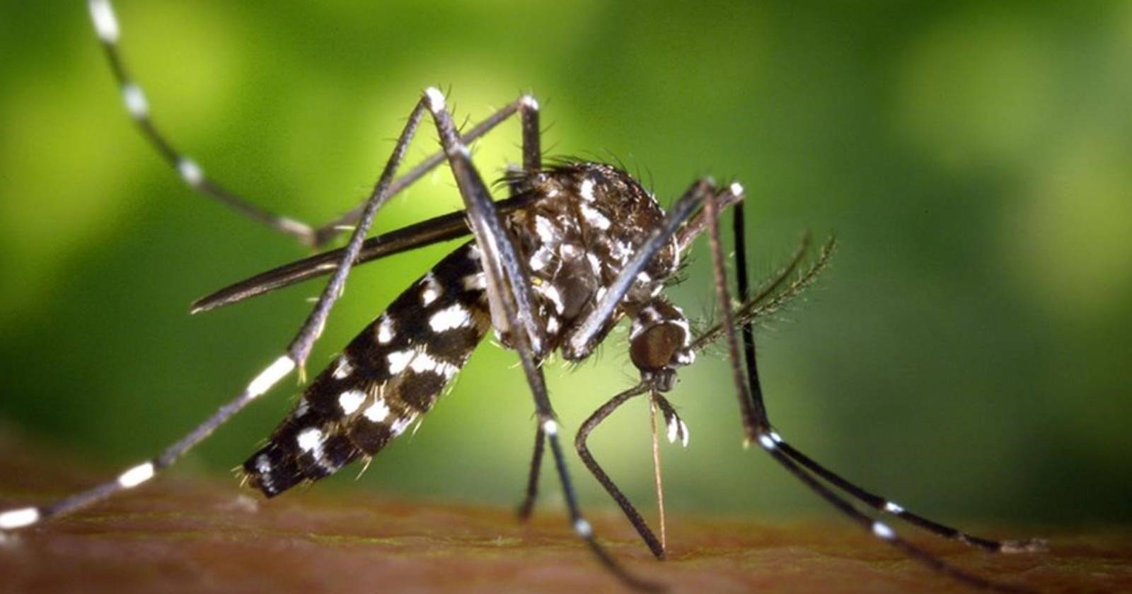 virus del Nilo Occidental