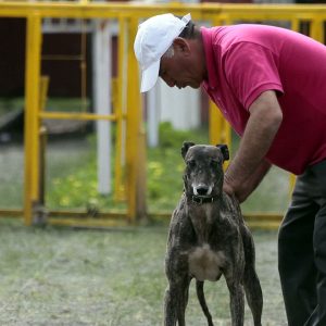 proyecto carrera galgos