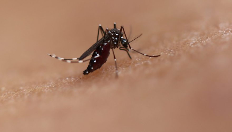 dengue