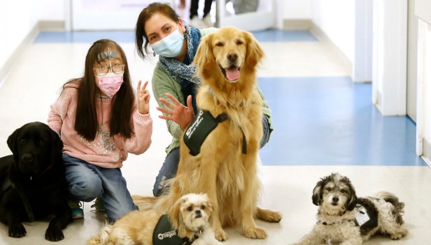 Mascotas pacientes terminales