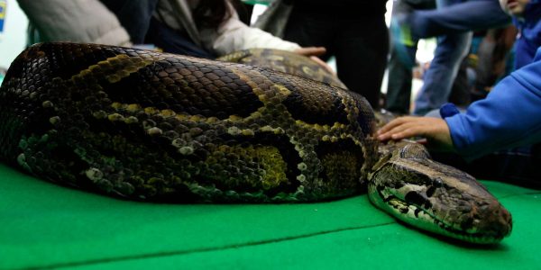 serpiente pitón