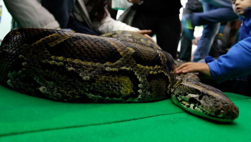 serpiente pitón