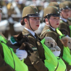 perros cachorros carabineros Parada Militar 2024