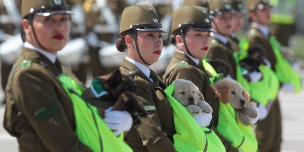 perros cachorros carabineros Parada Militar 2024