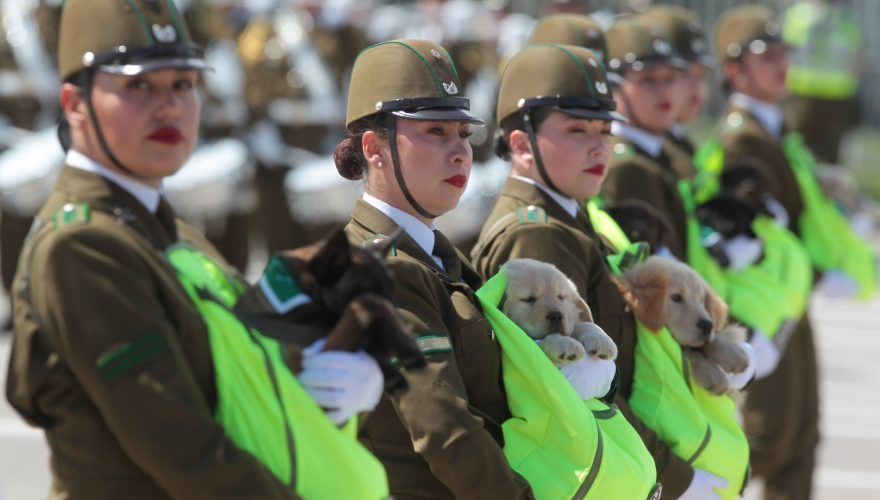 perros cachorros carabineros Parada Militar 2024