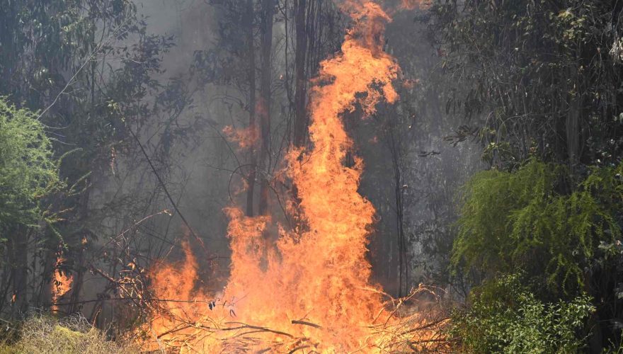 Alerta Roja incendio forestal Quilpué